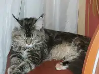 Мейн-кун, фотография 4