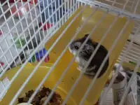 Хомяк с клеткой, фотография 3