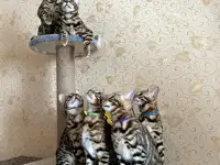 Бенгальские котята, фотография 9