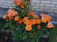 саженцы роз, фотография 3