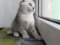 Скоттиш-страйт, шотландцы, фотография 7