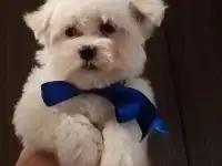 Мальтийской болонки щенки
