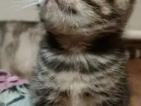Британские котята