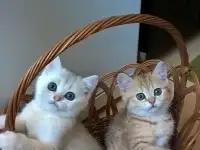 Шотландские котята, фотография 2