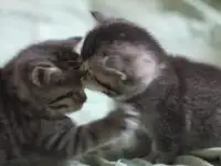 Шотладнские  вислоухие Скотиш страйт, фотография 2