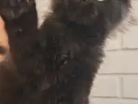 Мэйн кун мальчик