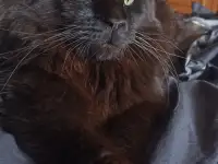 Котенок мей-кун, фотография 6