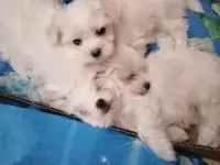 3 щенка мальтийской балонки ищут себе дом., фотография 5