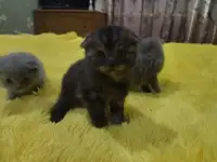Шотландская вислоухая кошечка, фотография 2