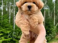 Щенки мальтипу Ф1