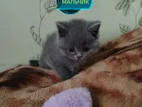 Продаю шотландских вислоухих и прямоухих котят, фотография 2