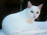 Породистые кот и кошка в дар