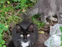 Класные котята, фотография 2
