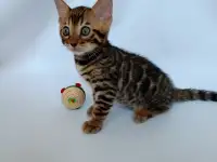 Бенгальские котята, фотография 3
