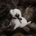 Щенки самоеда