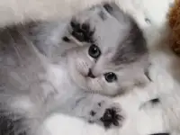 Котята шотландские вислоухие