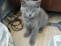 Британский котенок голубого окраса., фотография 2