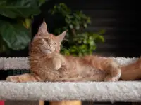 Девочка породы Мейн-кун, фотография 3