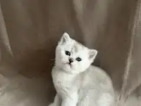 Шотландские вислоухие котята, фотография 3