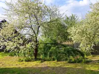 Продам дом, Старь, Заболотский сельсовет,  район,  Витебская область, фотография 4