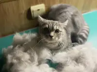 Грумер/груминг кошек