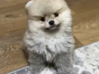 Шпиц мини мишка