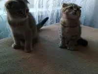 Шотландские вислоухие котята, фотография 2