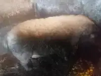 Дамашний кабан, крипторг.