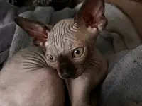 Канадский сфинкс, фотография 2