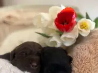 Шикарные щенки лабрадора
