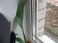 Лесной кактус эпифиллум цветущий ароматный