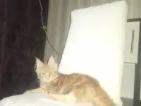 Мейн кун, фотография 2