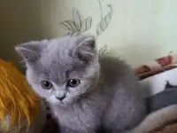 Продаю шотландских котят, фотография 6