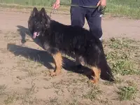 Немецкая овчарка