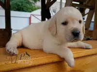 Щенки лабрадора (палевые) из питомника MercuryPuppy, фотография 4