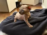 Котята канадского сфинкса, фотография 5