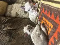 Котята Девон рекс, фотография 7