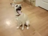 Собаки