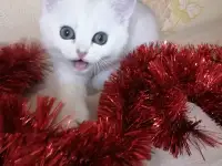 Британская кошечка, фотография 4