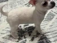 Чихуахуа девочка, фотография 2