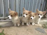 Щенки Корги Продажа, фотография 3