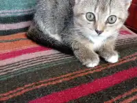 Котята в добрые руки., фотография 4