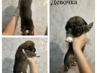 Щенки метисы корги, фотография 3