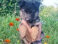 Немецкий овчарки щенки, фотография 2