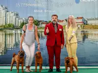 Щенок шарпея, шарпей, фотография 7