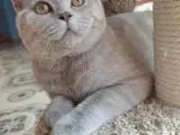 Британские котята