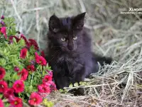 Мейн-кун ( мальчик), фотография 5