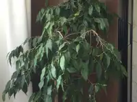 фикус Бенджамина, фотография 2