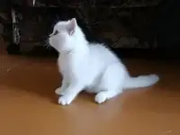 Британские котята, фотография 2