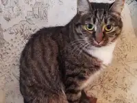 Скромная кошечка ищет своих хозяев, фотография 2